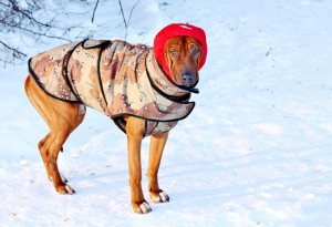 Hund i vinterkläder