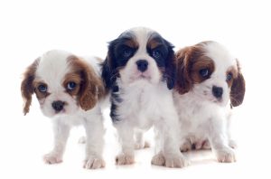 hund cavalier-king-charles spaniel valpar